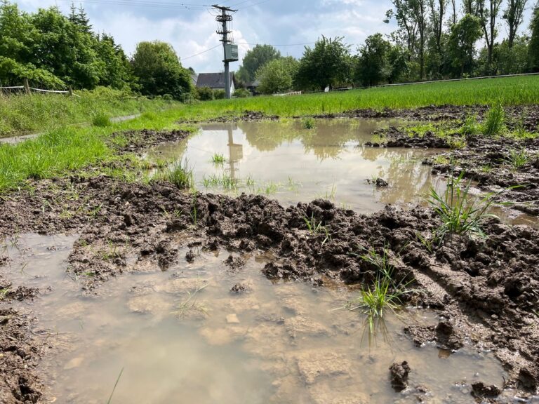 Hochwasserschutz betrifft jeden – Fläche in Sevenich als Retentionsfläche nutzen